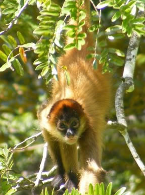 Monkey