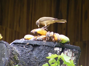 birds on bananas