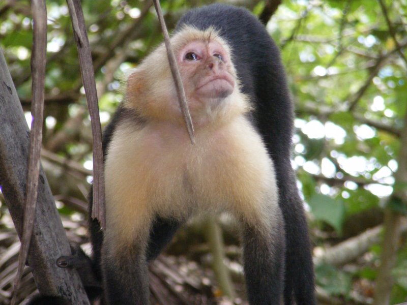 Monkey