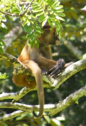 Monkey