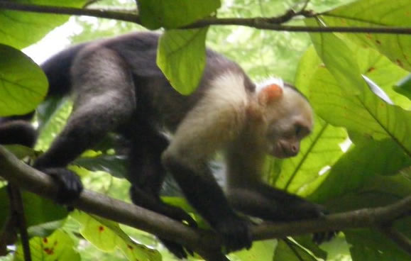 Monkey