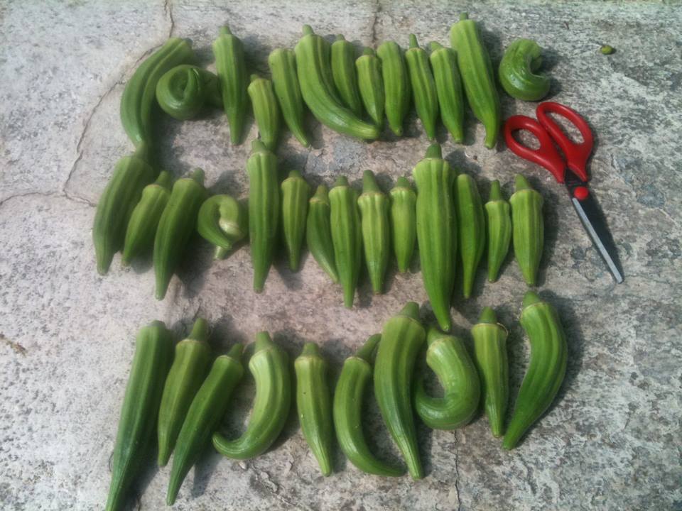garden 10