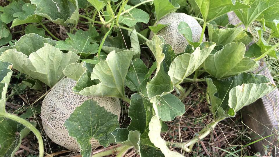 garden 4