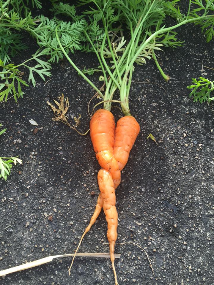 garden 7
