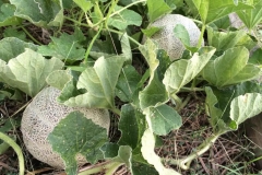 garden 4