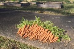 garden 6