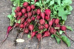 garden 8