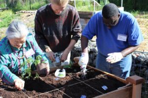 Council on Aging garden